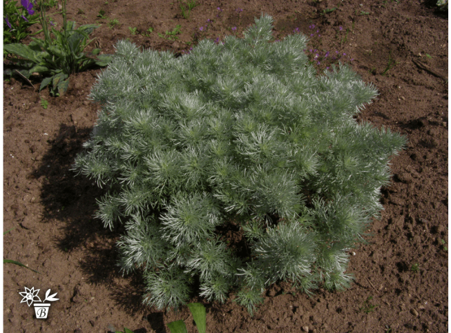 Artemisia schmidtiana   'Nana Attraction'